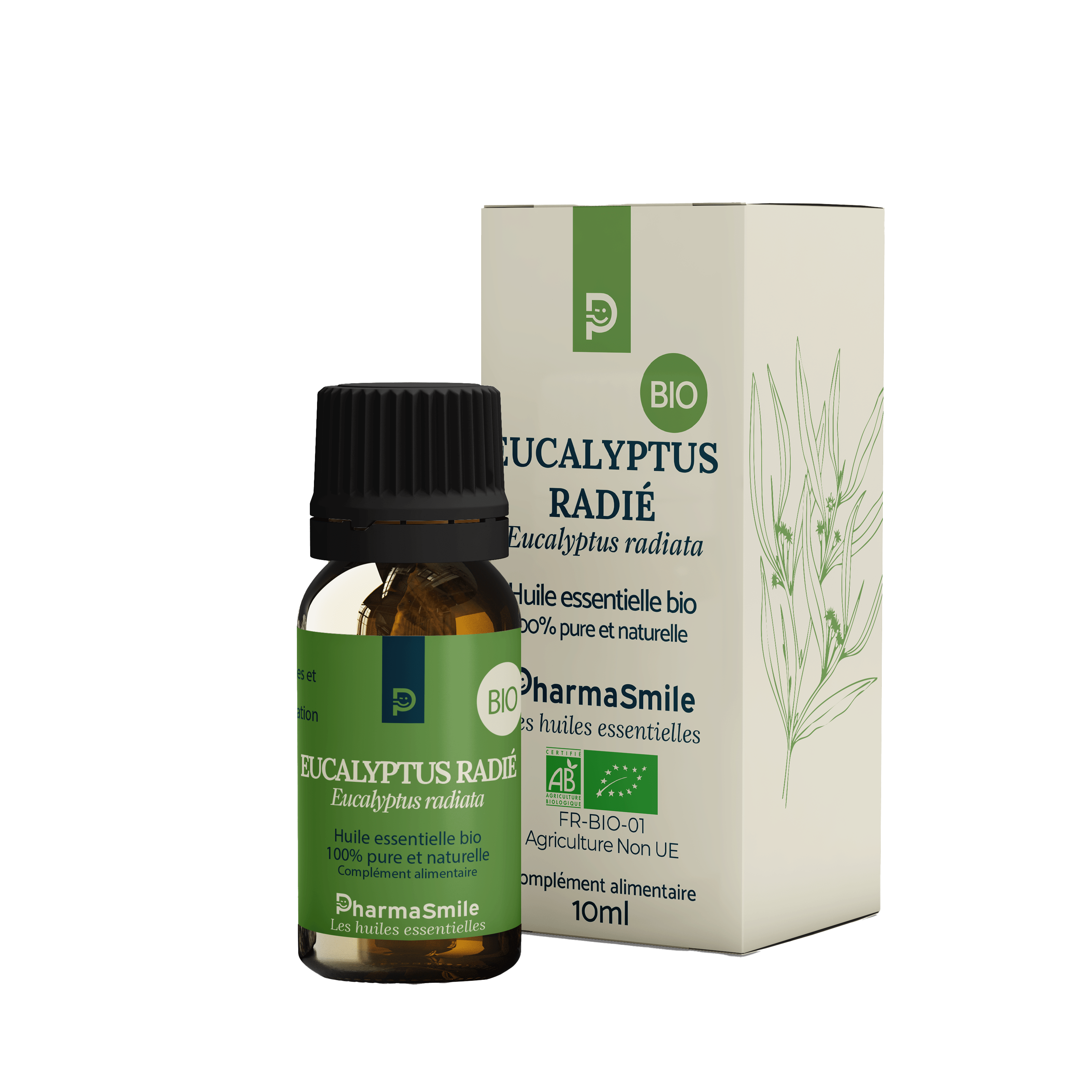 Eucalyptus radié